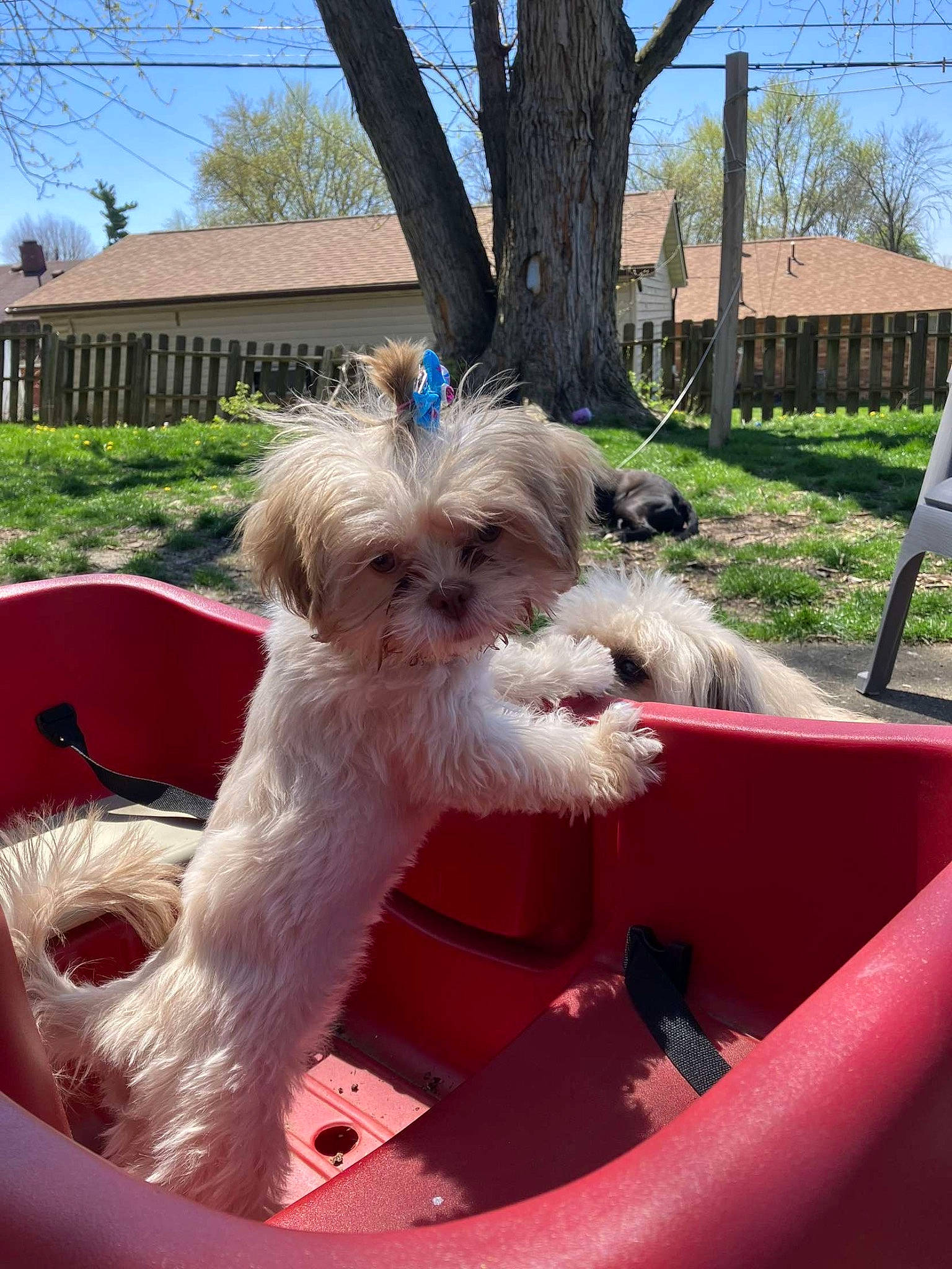 Honey joined the competition — help win amazing prizes! canidae, carnivore, collar, companion_dog, dog, dog_breed, dog_collar, dog_supply, grass, liver, mammal, plant, sky, small_terrier, sporting_group, terrier, toy_dog, tree, water_dog, working_animal