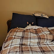 Jack joined the competition — help win amazing prizes! bed, black_and_white, blanket, cat, comforter, cozy, ears, eyes, feline, headboard, home, indoor, peeking, pillow, plaid_pattern, resting, sleepy, sunlight, wall, whiskers