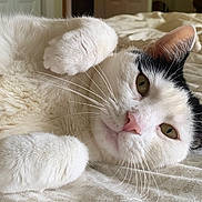 Oreo joined the competition — help win amazing prizes! cat, white_cat, black_markings, pet, animal, feline, fur, whiskers, paws, bed, bedding, indoor, relaxed, close_up, portrait, cute, sleepy, resting, domestic_cat, laying_down