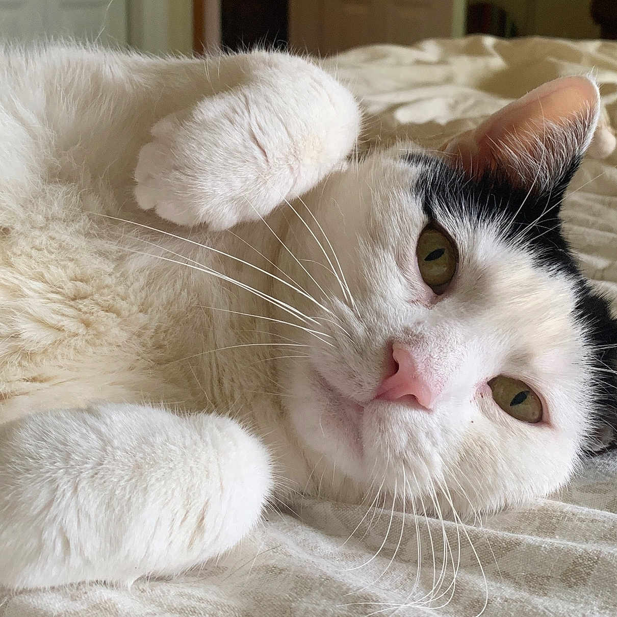 Oreo joined the competition — help win amazing prizes! animal, bed, bedding, black_markings, cat, close_up, cute, domestic_cat, feline, fur, indoor, laying_down, paws, pet, portrait, relaxed, resting, sleepy, whiskers, white_cat