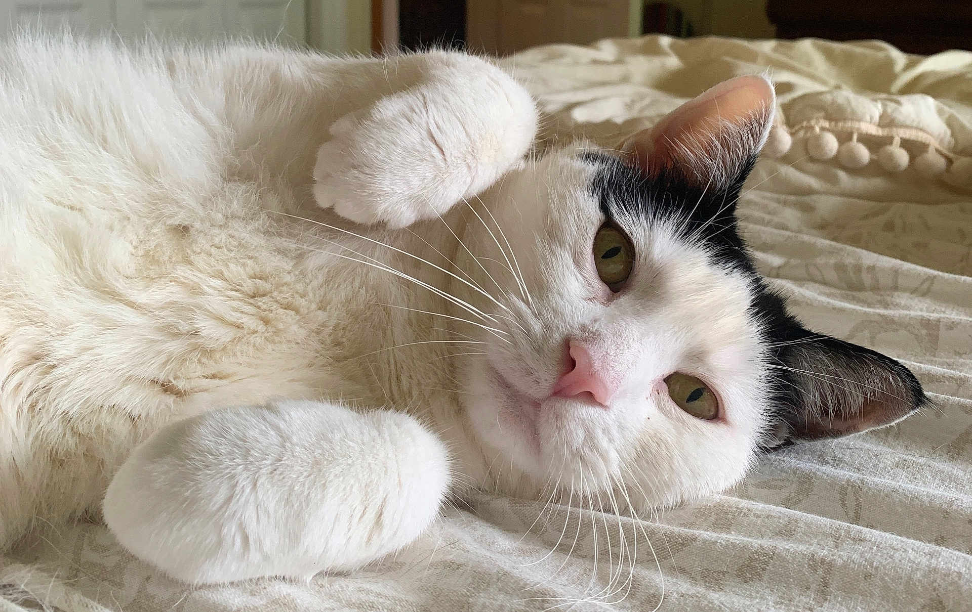 Oreo joined the competition — help win amazing prizes! cat, white_cat, black_markings, pet, animal, feline, fur, whiskers, paws, bed, bedding, indoor, relaxed, close_up, portrait, cute, sleepy, resting, domestic_cat, laying_down