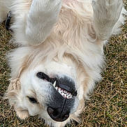Macy is registered to the contest to win money with this photo: dog, golden_retriever, grass, outdoor, playful, smiling, teeth, fur, nose, paws, pet, animal, happy, lying_down, cute, canine, tongue, nature, funny, relaxed