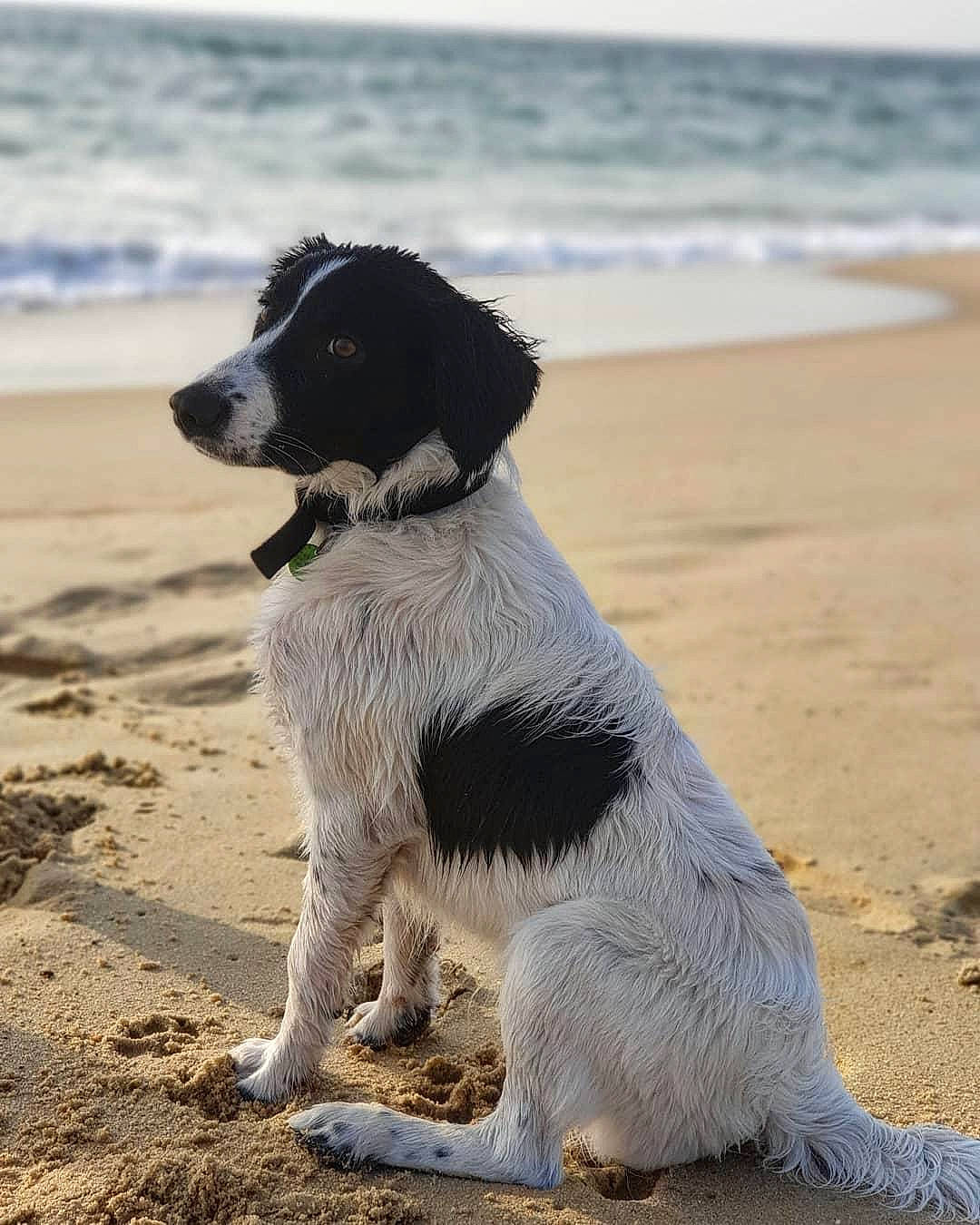 Ploum participe au concours pour gagner de l'argent avec cette photo : beach, border_collie, canidae, carnivore, coast, collar, companion_dog, dog, dog_breed, dog_collar, gun_dog, ocean, sand, sporting_group, tail, water, wave, wind_wave, working_animal, working_dog
