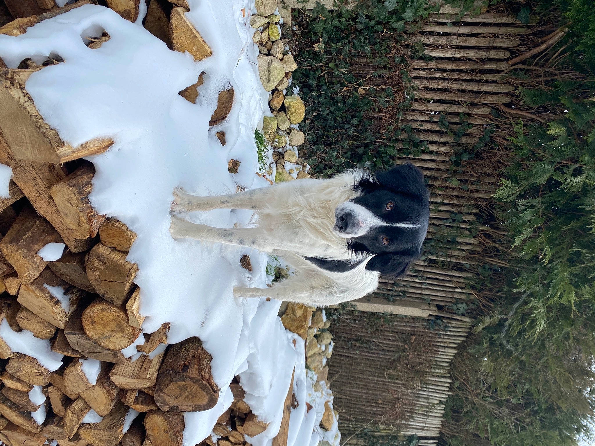 Ploum participe au concours pour gagner de l'argent avec cette photo : branch, dress, freezing, frost, fungus, grass, landscape, plant, polyporales, rock, snow, soil, tree, trunk, twig, water, winter, wood, woody_plant