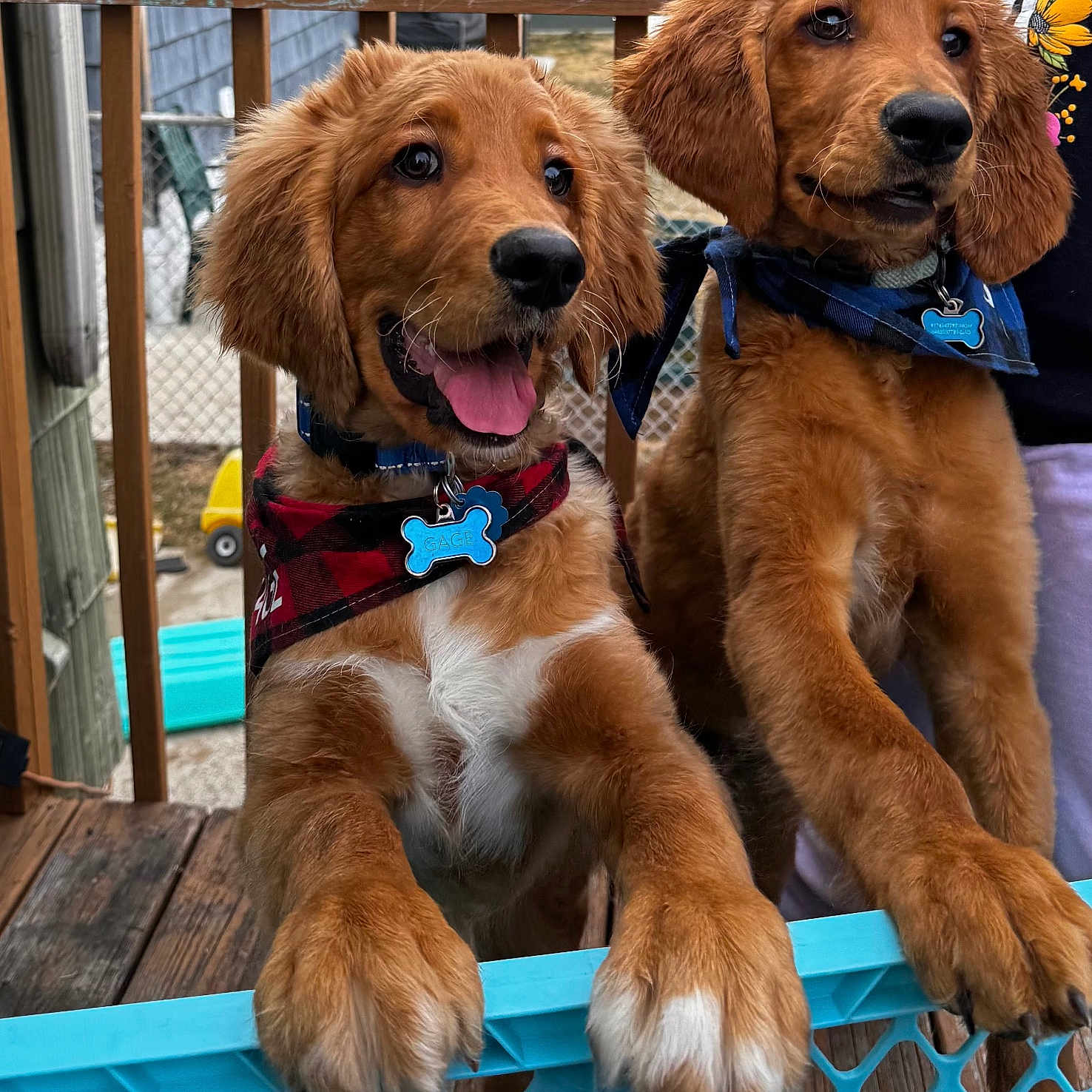 Gage And Leo joined the competition — help win amazing prizes! airedale, animal, boy, bulldog, canine, car, child, cockerspaniel, dog, goldenretriever, hound, male, person, pet, poodle, puppy, terrier, transportation, vehicle, wood