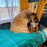 Volt a rejoint le concours — aidez-le/la à gagner de superbes lots ! animal, bed, blanket, camper_van, companion, cozy, curtains, cute, dog, domestic, furniture, golden_retriever, indoor, pets, red_collar, resting, small_dog, sunlight, two_dogs, window