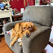 Lily Lou is registered to the contest to win money with this photo: animal, basket, blanket, chair, cozy, cute, decor, dog, furniture, glasses, golden_retriever, indoors, living_room, pet, red_wall, relaxed, resting, shelf, star_decoration, wood_floor