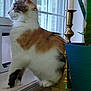 cat, calico, window, windowsill, indoor, plant, candlestick, curious, feline, pet, fur, side_view, natural_light, domestic, animal, sitting, houseplant, cozy, decor, still_life