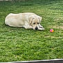 Voltaire participe au concours pour gagner de l'argent avec cette photo : dog, labrador, grass, ball, pet, outdoor, animal, playing, resting, greenery, canine, summer, yard, cute, mammal, leisure, domestic, companion, fun, nature