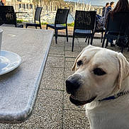 Voltaire participe au concours pour gagner de l'argent avec cette photo : dog, white_dog, outdoor, table, chair, people, marina, boats, water, cloudy_sky, pavement, social, collar, pet, waiting, casual, daytime, relaxing, nature, scenic_view
