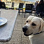 dog, white_dog, outdoor, table, chair, people, marina, boats, water, cloudy_sky, pavement, social, collar, pet, waiting, casual, daytime, relaxing, nature, scenic_view