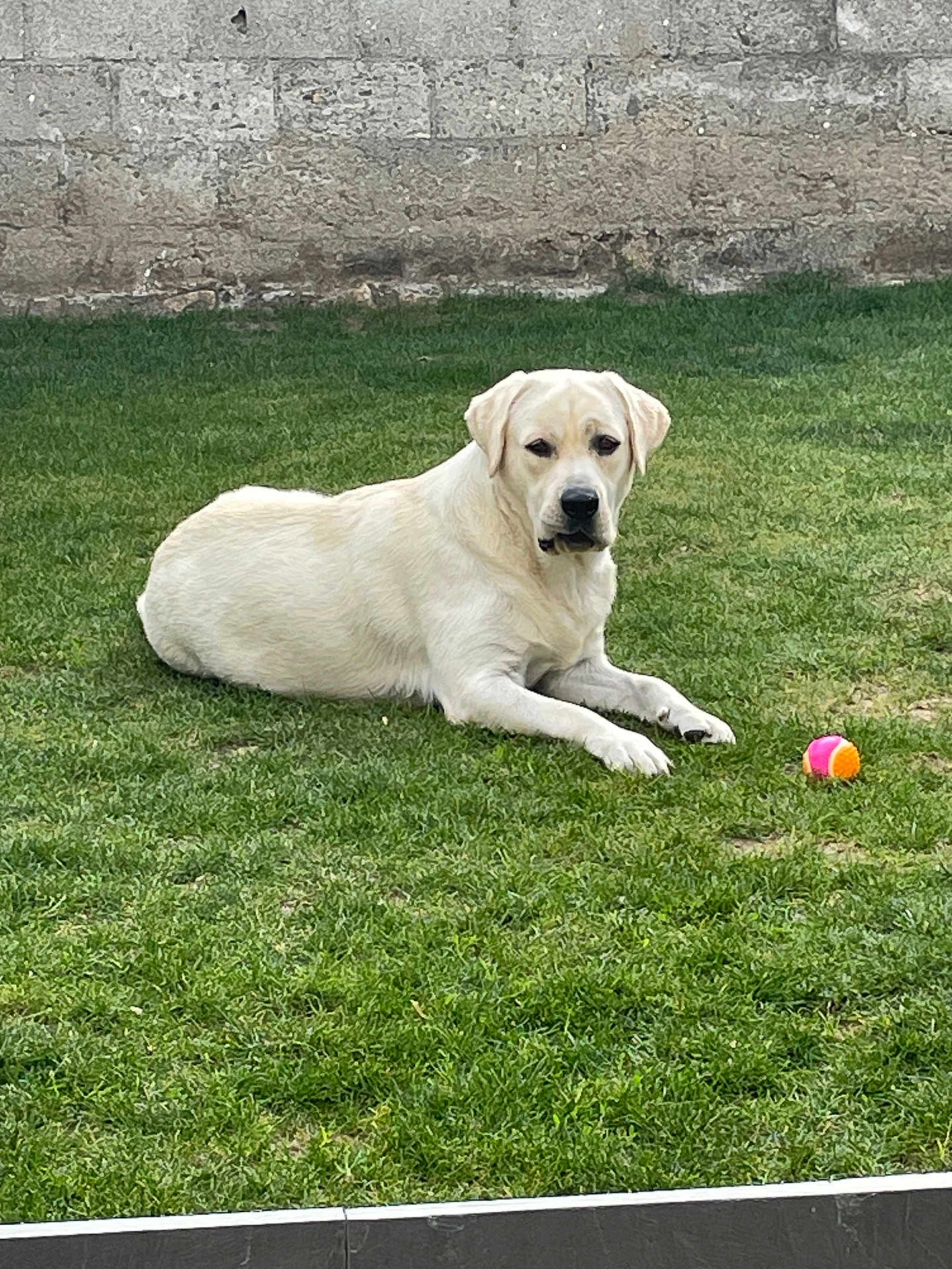 Voltaire participe au concours pour gagner de l'argent avec cette photo : dog, labrador_retriever, grass, outdoor, ball, pet, animal, canine, lying_down, greenery, playful, resting, summer, nature, fur, mammal, quiet, backyard, garden, companion