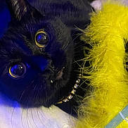 Luna is registered to the contest to win money with this photo: black_cat, cat, pet, close_up, collar, jewelry, yellow_fluff, whiskers, animal, indoor, curious_eyes, feline, fur, cute, portrait, domestic_cat, soft_texture, playful, color_contrast, resting