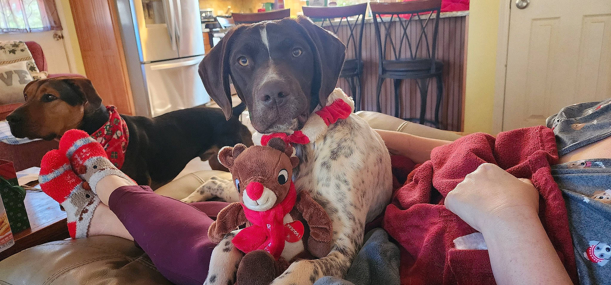 Blaze is registered to the contest to win money with this photo: cabinetry, carnivore, collar, comfort, companion_dog, couch, dog, dog_breed, dog_collar, dog_supply, fawn, fur, guard_dog, lap, mammal, pillow, snout, sporting_group, toy, working_animal