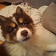 Aska a rejoint le concours — aidez-le/la à gagner de superbes lots ! dog, puppy, brown, white, fluffy, bed, cushion, indoor, pet, canine, closeup, fur, cute, animal, living_room, sofa, relaxed, portrait, eyes, nose