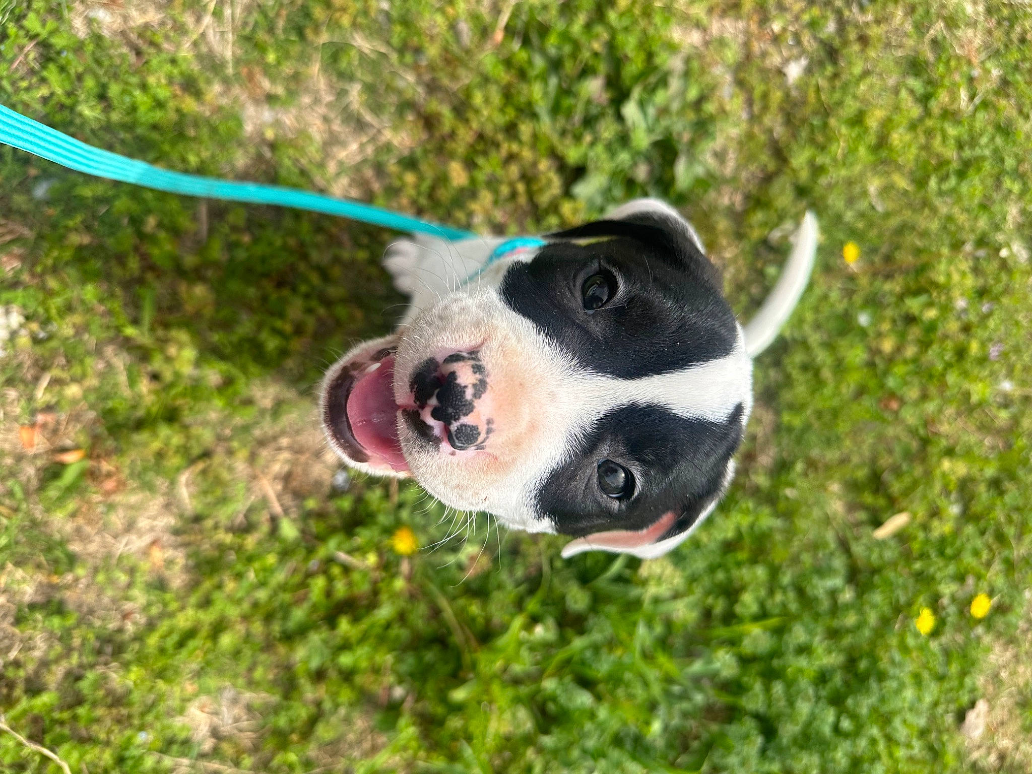 Molly is registered to the contest to win money with this photo: ball, boston_terrier, canidae, carnivore, collar, companion_dog, dog, dog_breed, dog_collar, fawn, grass, grassland, leash, personal_protective_equipment, pet_supply, plant, snout, terrestrial_animal, whiskers, working_animal
