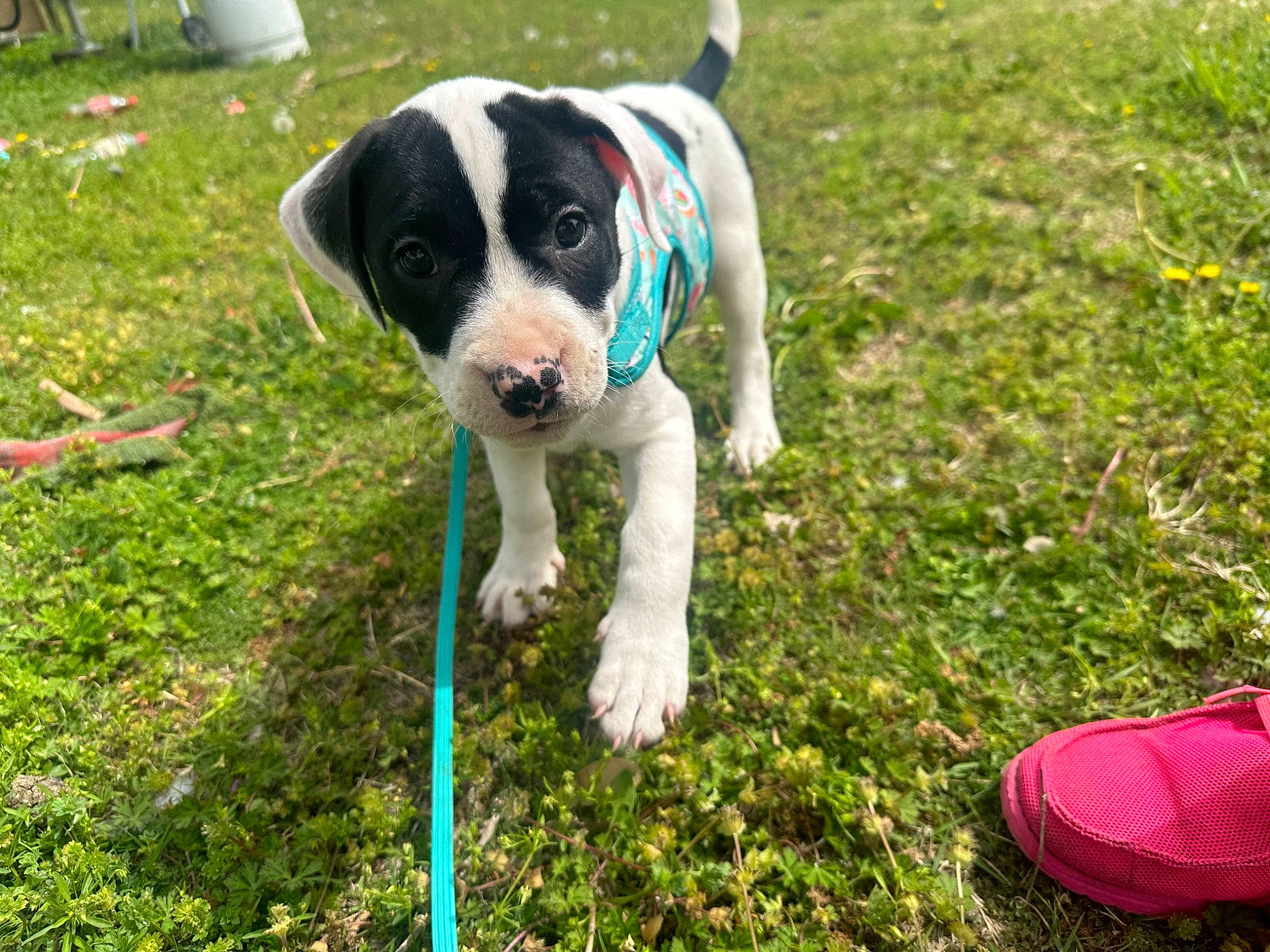 Molly is registered to the contest to win money with this photo: ball, canidae, carnivore, collar, companion_dog, dog, dog_breed, dog_collar, dog_supply, fawn, grass, hunting_dog, lawn, non_sporting_group, plant, puppy, snout, sporting_group, tail, working_dog