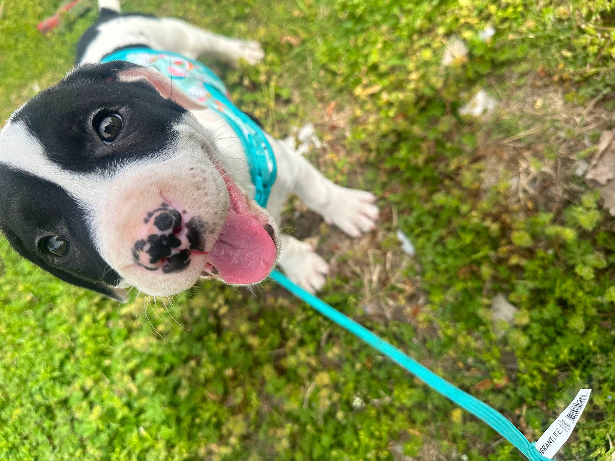 Molly joined the competition — help win amazing prizes! ball, canidae, carnivore, collar, companion_dog, dog, dog_breed, dog_clothes, dog_collar, dog_supply, fawn, grass, leash, leisure, pet_supply, plant, snout, soil, sporting_group, working_animal