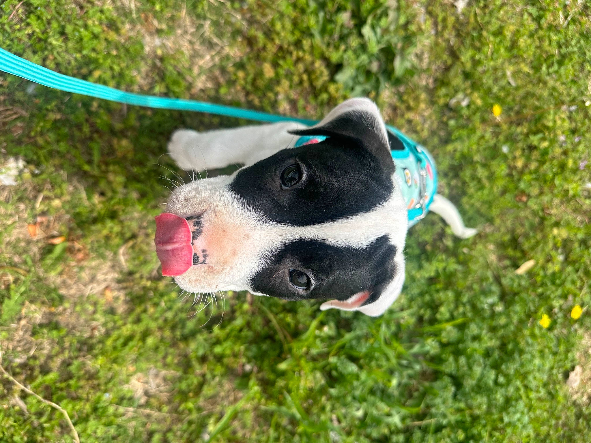 Molly is registered to the contest to win money with this photo: canidae, carmine, carnivore, collar, companion_dog, dog, dog_breed, dog_collar, electric_blue, fawn, grass, leash, personal_protective_equipment, plant, snout, sporting_group, sports_equipment, sunglasses, whiskers, working_animal