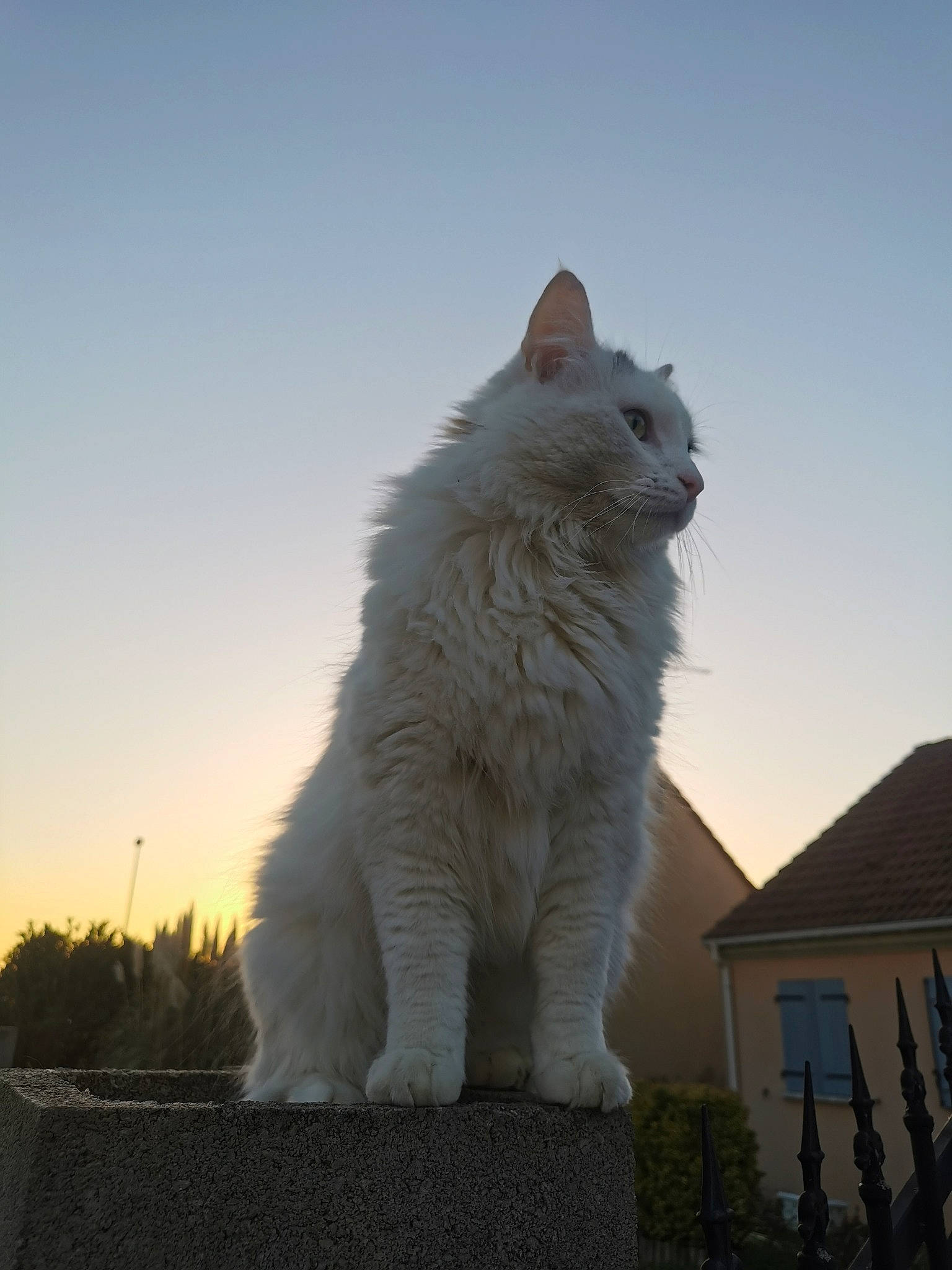 Pickachu a rejoint le concours — aidez-le/la à gagner de superbes lots ! british_longhair, carnivore, cat, felidae, freezing, fur, house, ocean, plant, roof, sky, small_to_medium_sized_cats, snout, snow, tail, whiskers, window, winter, wood