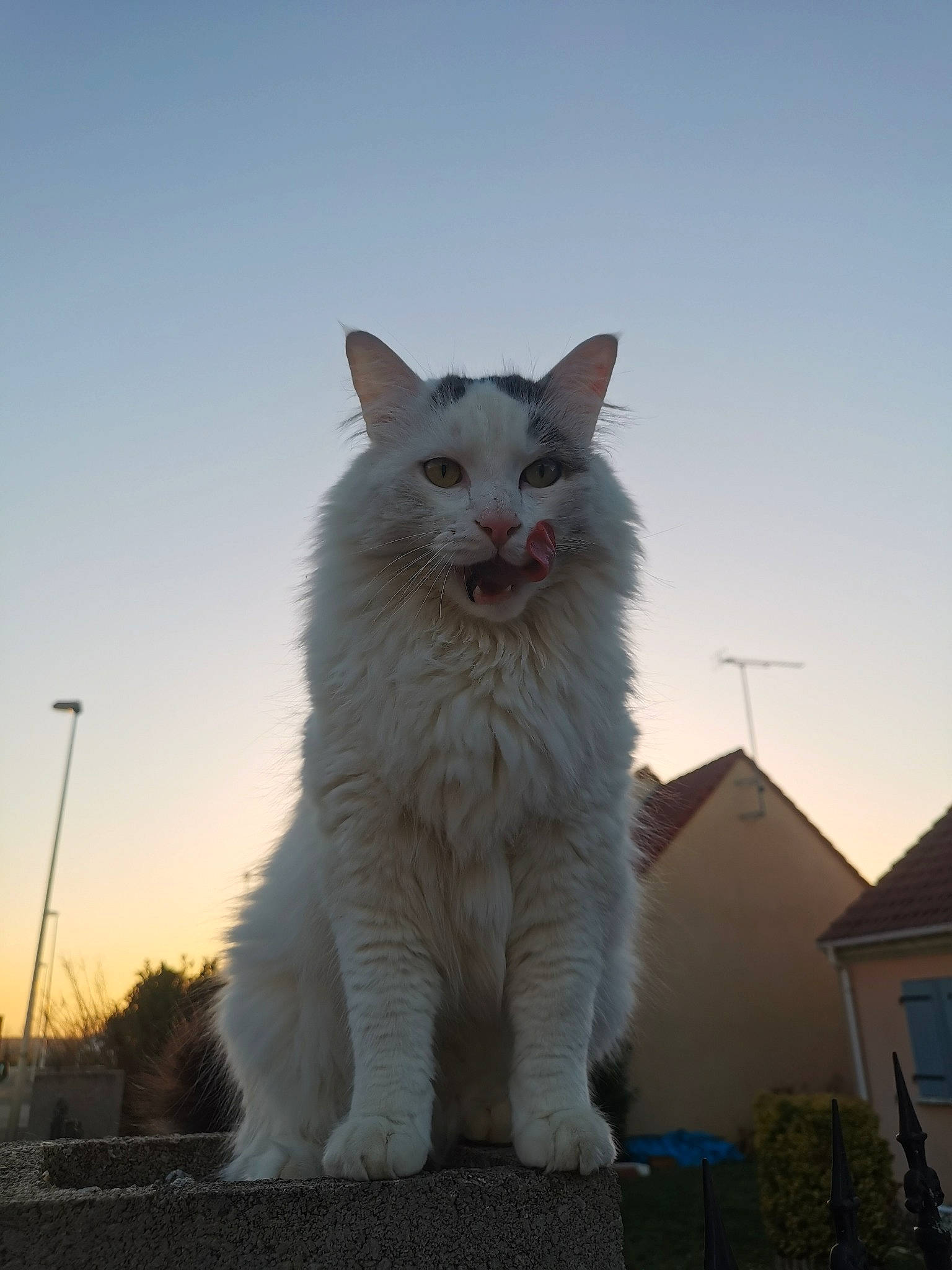 Pickachu participe au concours pour gagner de l'argent avec cette photo : carnivore, cat, domestic_short_haired_cat, felidae, freezing, fur, paw, plant, sky, small_to_medium_sized_cats, snout, street_light, tail, terrestrial_animal, whiskers, window, winter