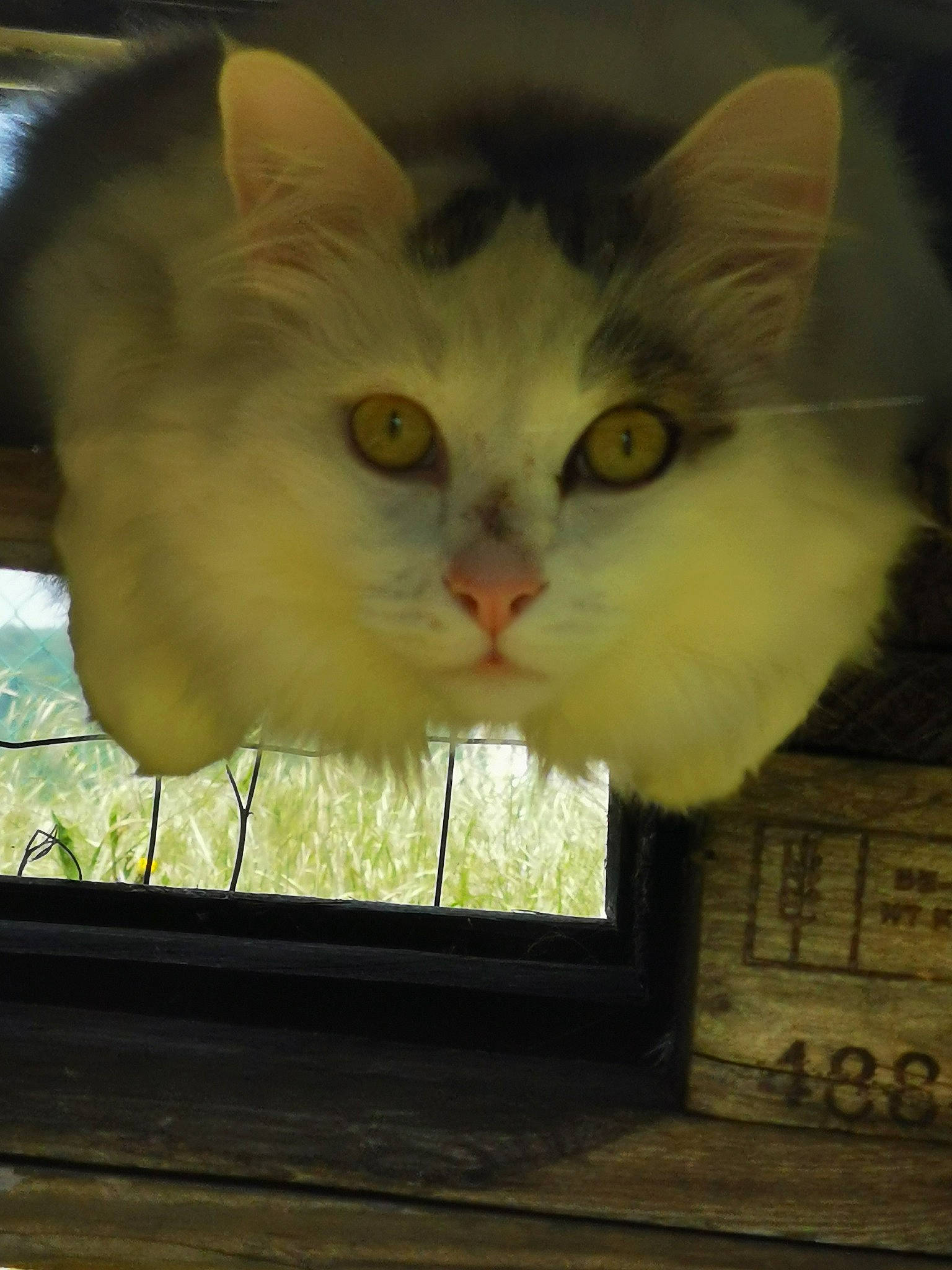 Pickachu a rejoint le concours — aidez-le/la à gagner de superbes lots ! carnivore, cat, domestic_short_haired_cat, eye, fawn, felidae, fur, glass, paw, plant, shade, small_to_medium_sized_cats, snout, tints_and_shades, tree, whiskers, window, windshield, wood