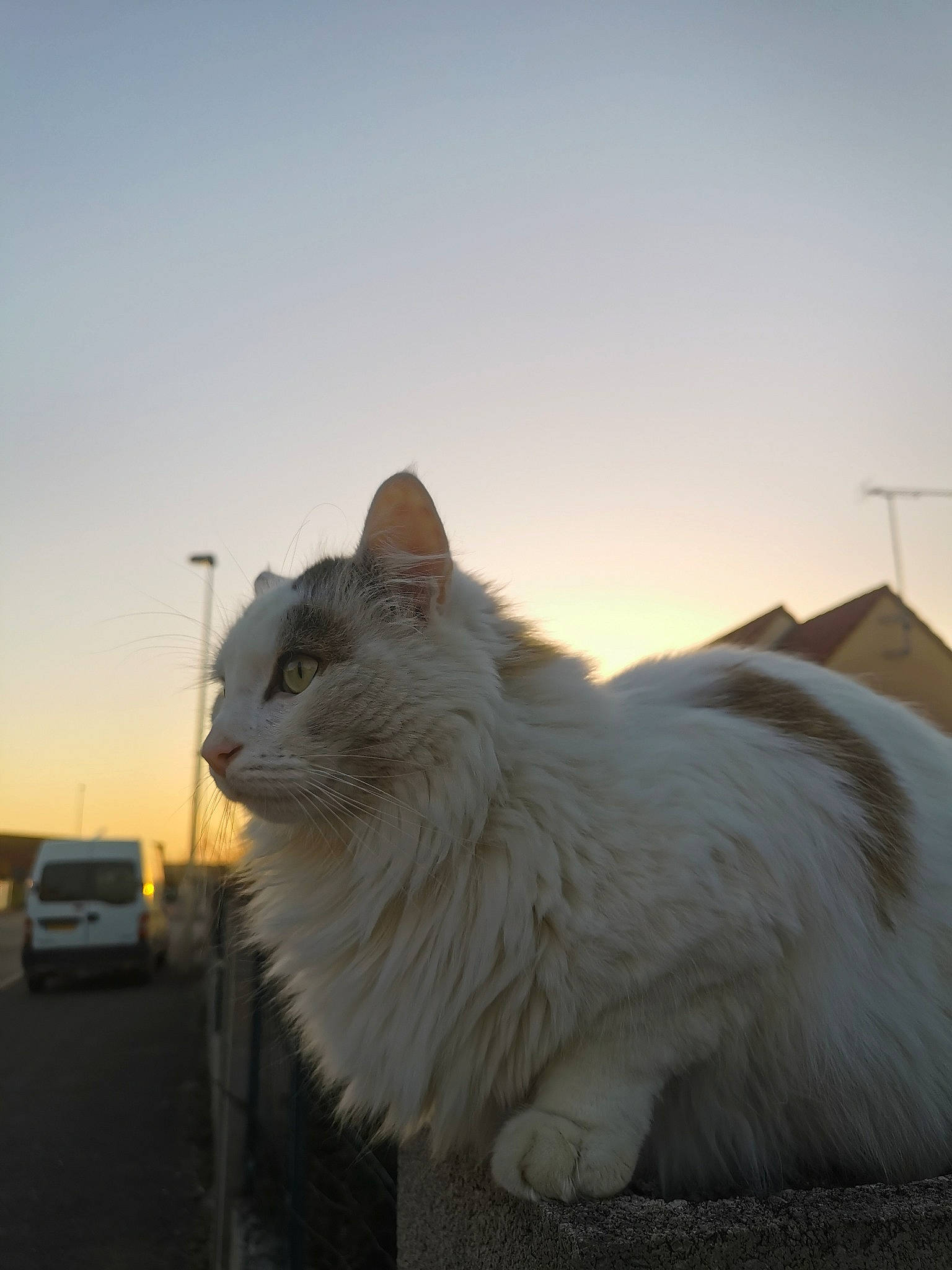 Pickachu a rejoint le concours — aidez-le/la à gagner de superbes lots ! automotive_lighting, british_longhair, car, carnivore, cat, cloud, evening, felidae, fur, landscape, sky, small_to_medium_sized_cats, snout, sunset, tail, tire, vehicle, whiskers, windshield