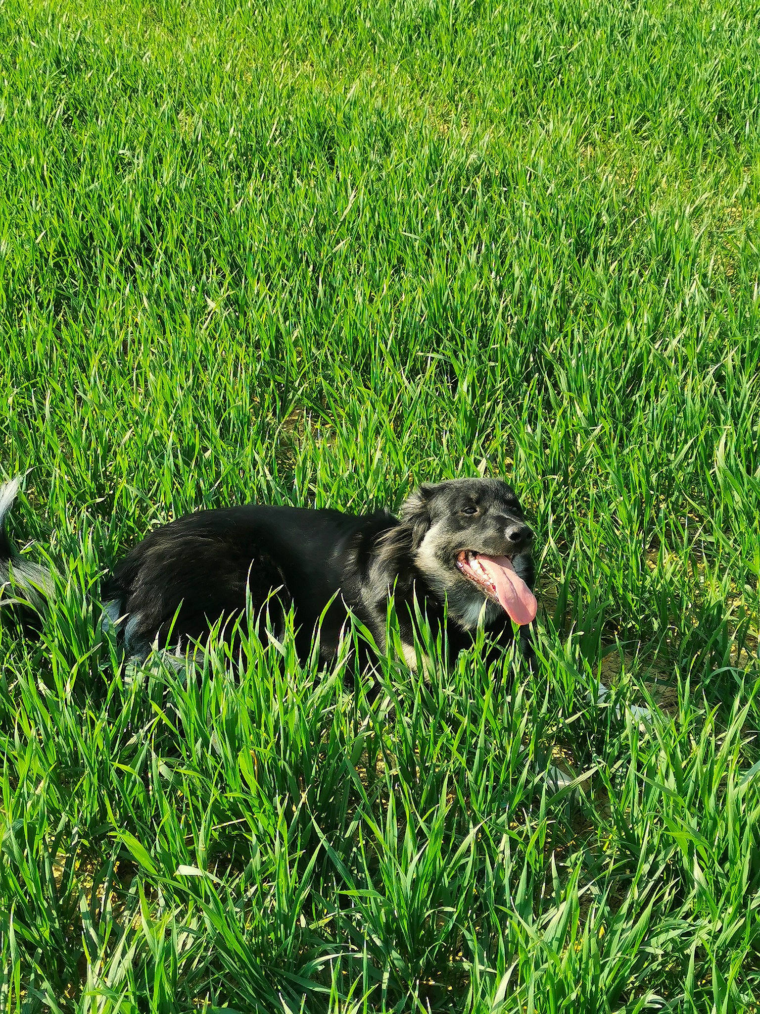 Floryn participe au concours pour gagner de l'argent avec cette photo : carnivore, companion_dog, dog, dog_breed, field, grass, grassland, groundcover, hierochloe, lawn, meadow, pasture, people_in_nature, plant, prairie, tail, terrestrial_animal, terrestrial_plant, wildlife, working_animal