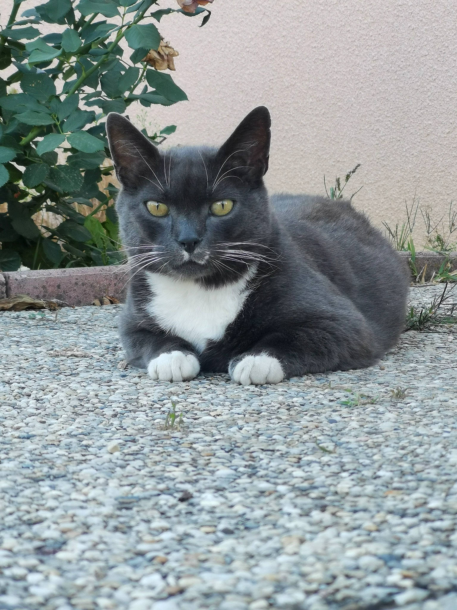Mistigry a rejoint le concours — aidez-le/la à gagner de superbes lots ! asphalt, black_cat, carnivore, cat, cobblestone, domestic_short_haired_cat, felidae, fur, grass, grey, monochrome_photography, paw, plant, road_surface, sitting, small_to_medium_sized_cats, snout, tail, tree, whiskers