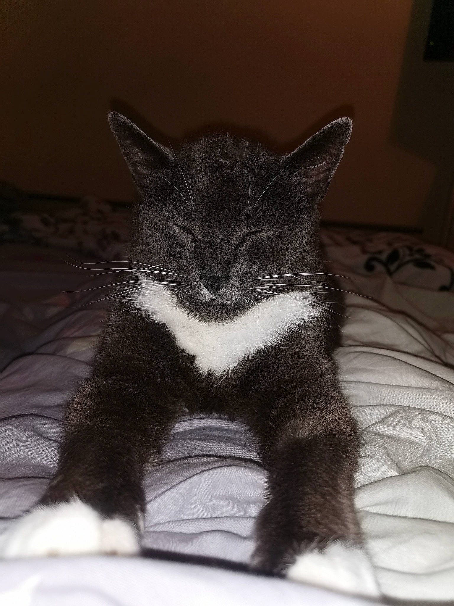 Mistigry participe au concours pour gagner de l'argent avec cette photo : black_cat, carnivore, cat, claw, comfort, domestic_short_haired_cat, eye, felidae, fur, grey, head, human_body, monochrome_photography, paw, sitting, small_to_medium_sized_cats, snout, tail, whiskers, window