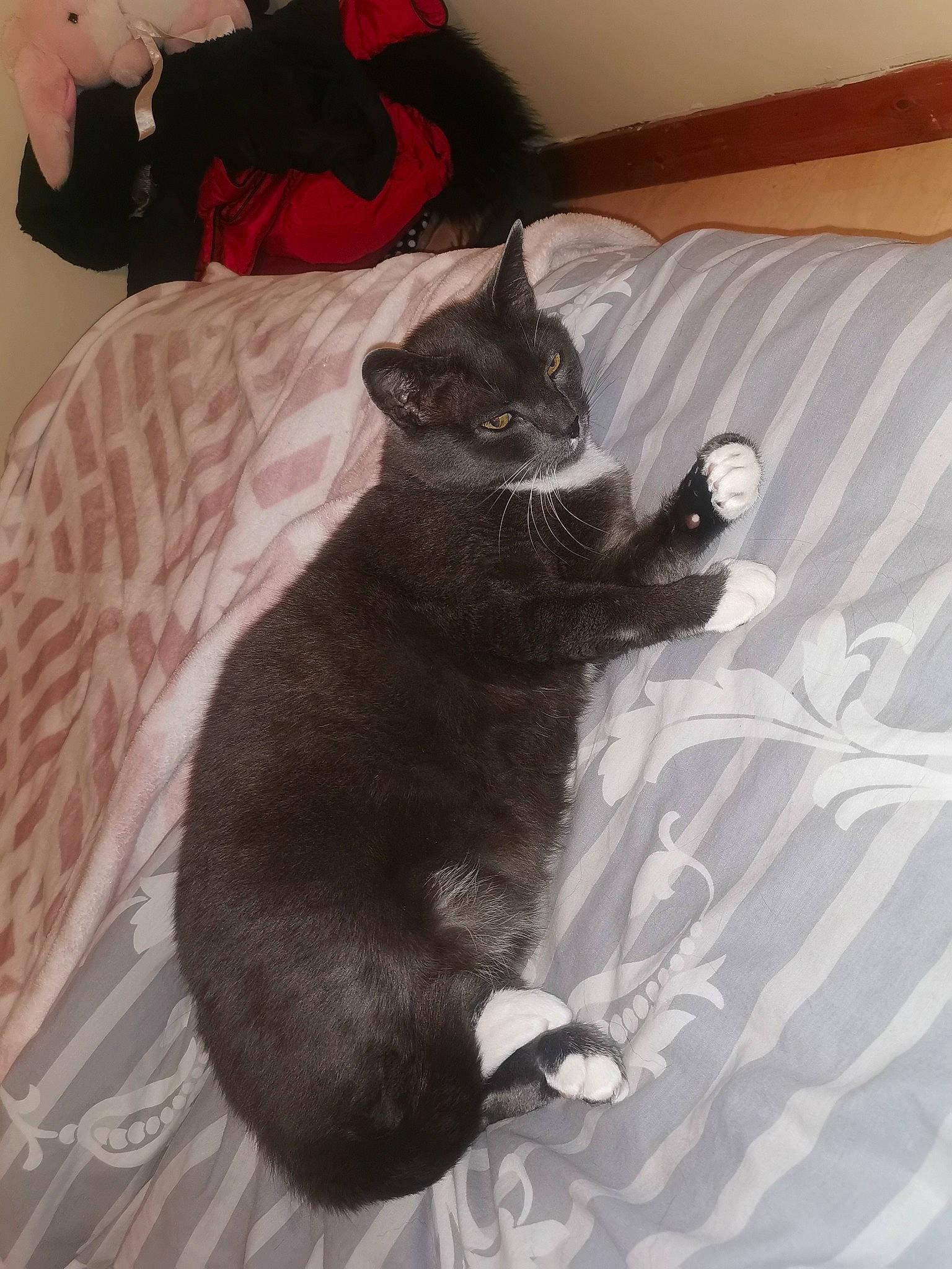 Mistigry participe au concours pour gagner de l'argent avec cette photo : bed, black_cat, bombay, carnivore, cat, claw, comfort, domestic_short_haired_cat, felidae, fur, grey, linens, mammal, paw, room, sitting, small_to_medium_sized_cats, snout, tail, whiskers