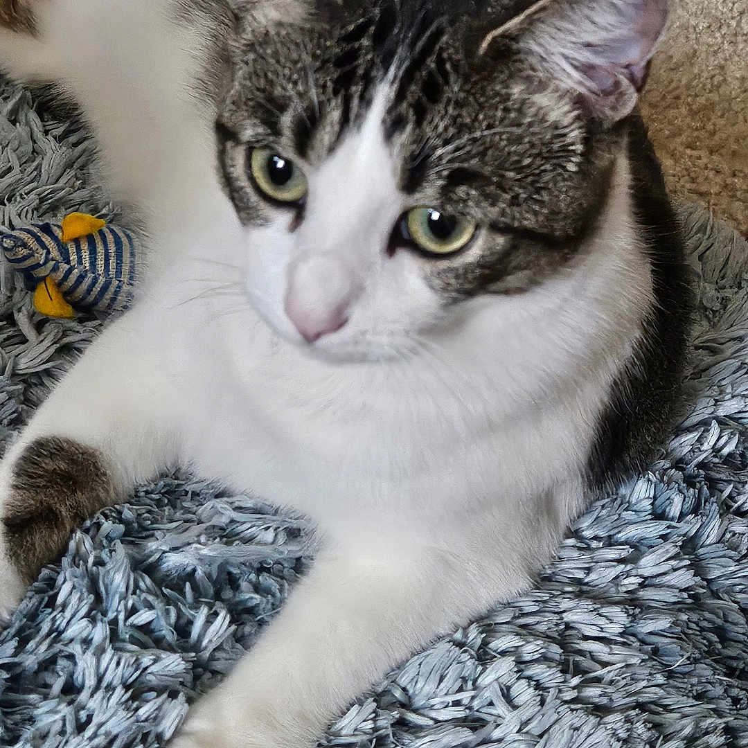 Precious joined the competition — help win amazing prizes! abyssinian, animal, blanket, cat, citrusfruit, couch, food, fruit, furniture, grapefruit, hardwood, homedecor, kitten, manx, orange, pet, plant, produce, sphere, wood