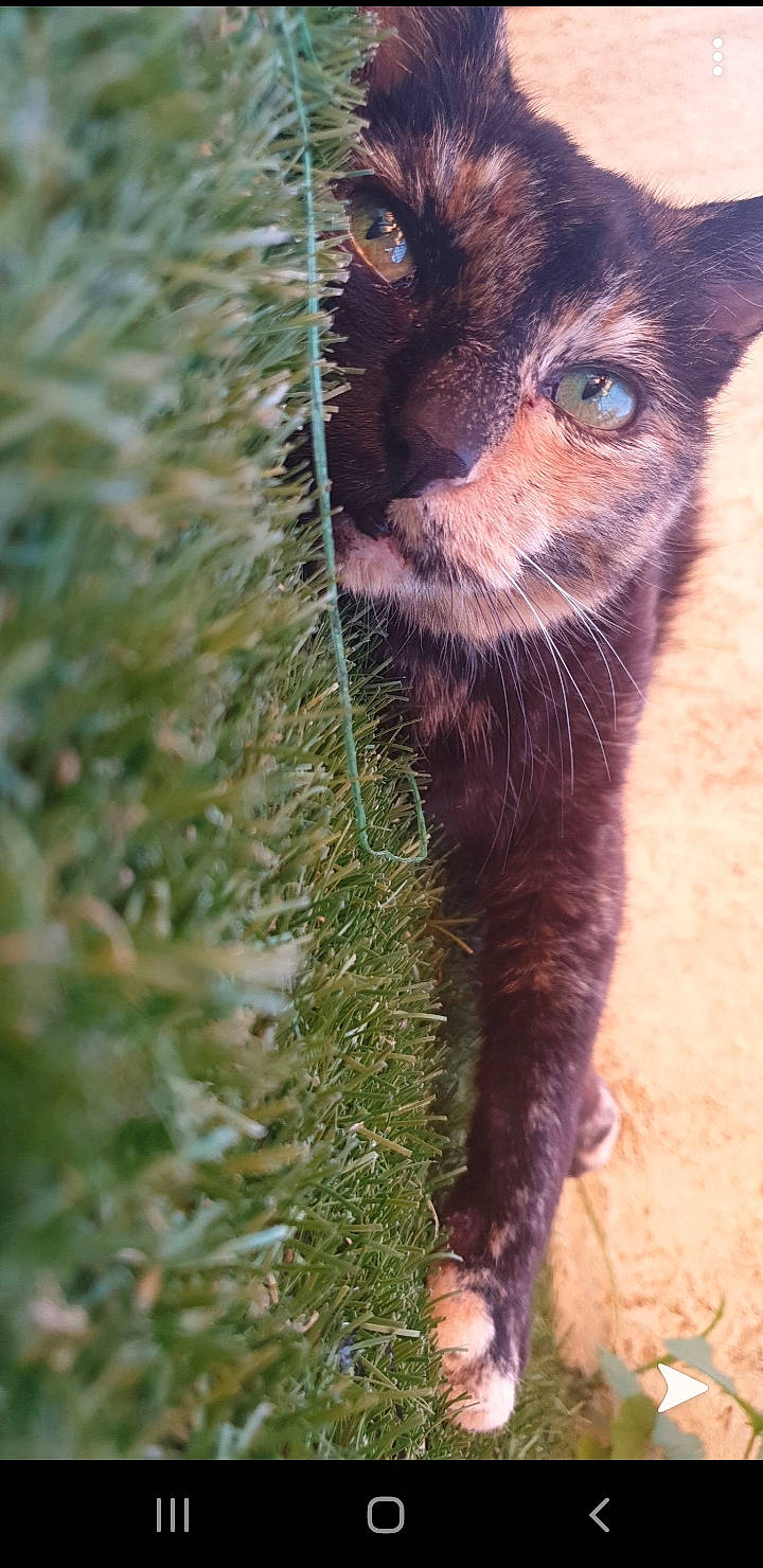 Sokie participe au concours pour gagner de l'argent avec cette photo : black_cat, bombay, carnivore, cat, claw, dog_breed, domestic_short_haired_cat, felidae, fur, grass, liver, plant, small_to_medium_sized_cats, snout, tail, terrestrial_animal, tree, whiskers, wildlife, working_animal