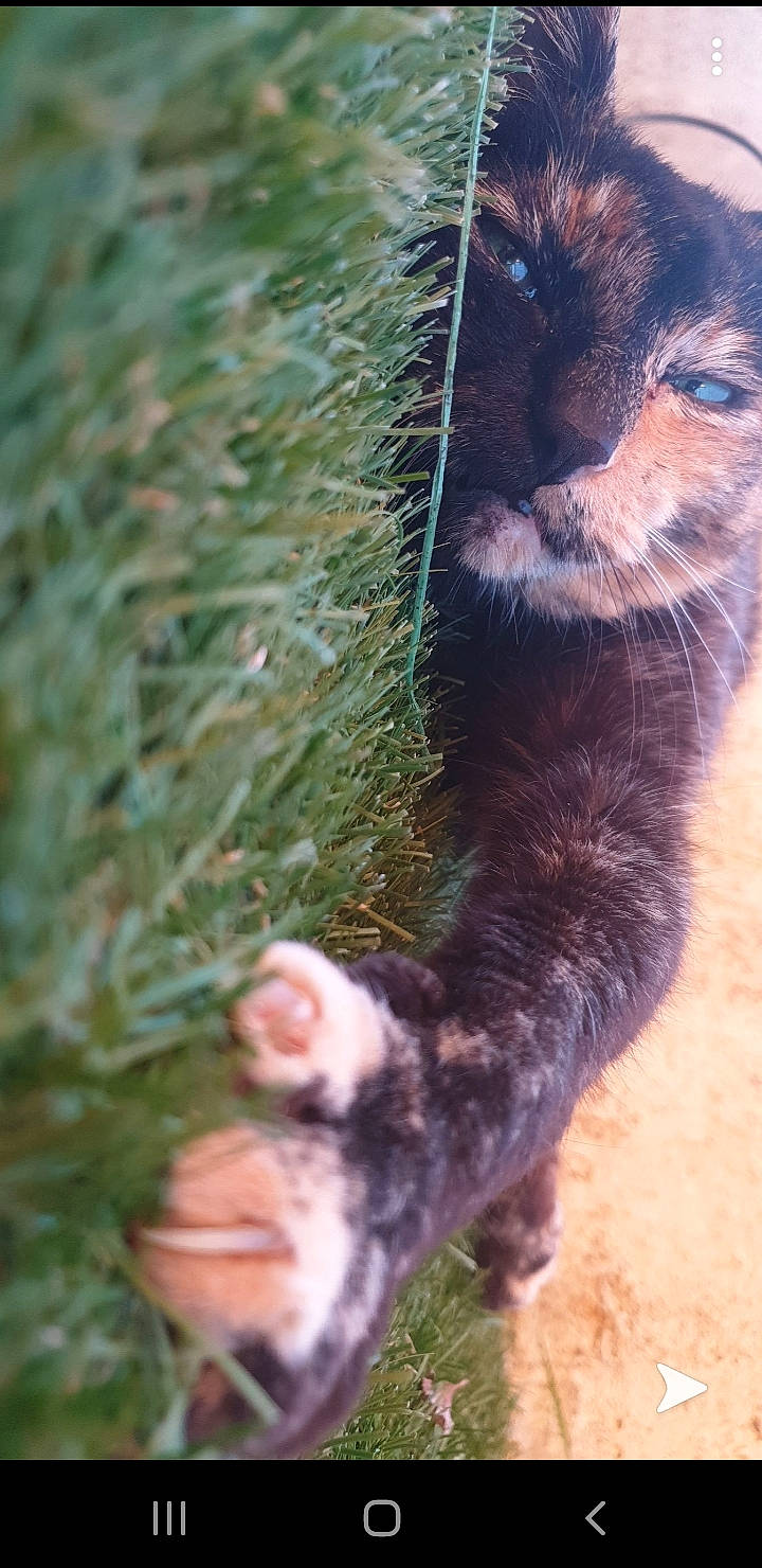 Sokie a rejoint le concours — aidez-le/la à gagner de superbes lots ! carnivore, cat, dog_breed, domestic_short_haired_cat, fawn, felidae, foot, fur, grass, human_leg, leg, paw, plant, small_to_medium_sized_cats, snout, sporting_group, tail, terrestrial_animal, whiskers, wildlife