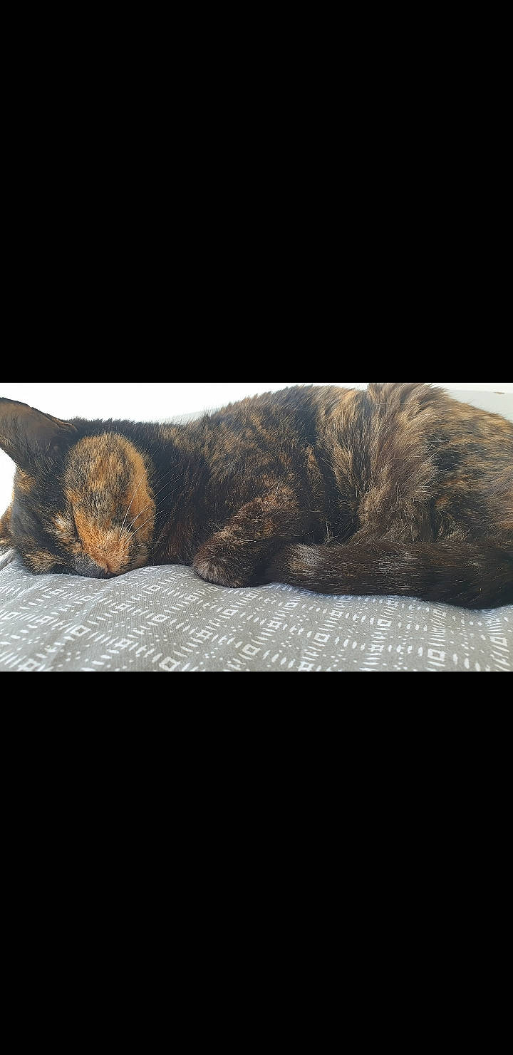 Sokie a rejoint le concours — aidez-le/la à gagner de superbes lots ! carnivore, cat, claw, comfort, darkness, domestic_short_haired_cat, felidae, fur, grey, nap, night, paw, photo_caption, sleep, small_to_medium_sized_cats, snout, tail, terrestrial_animal, whiskers, wildlife