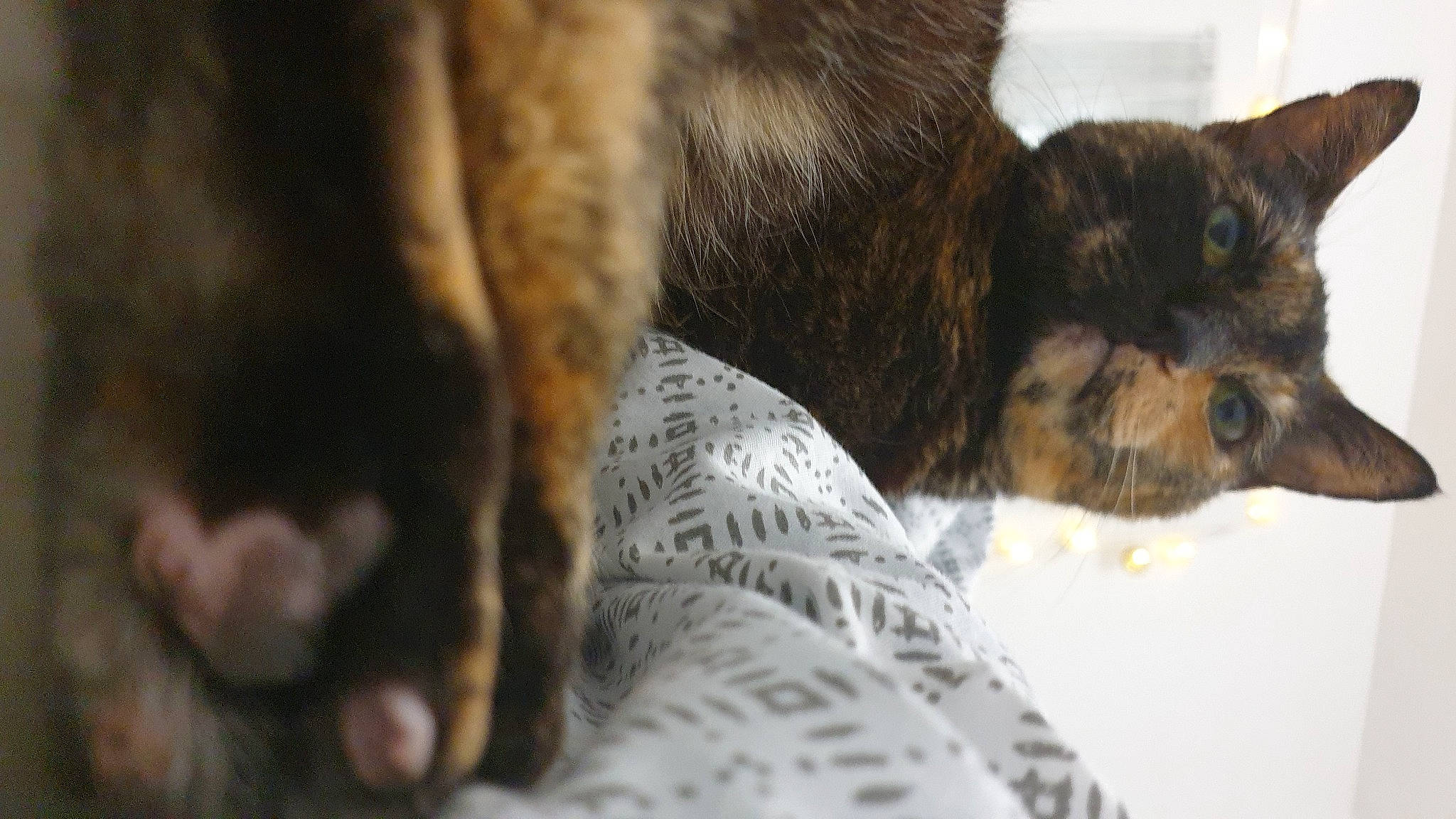 Sokie a rejoint le concours — aidez-le/la à gagner de superbes lots ! canidae, carnivore, cat, claw, comfort, dog_breed, domestic_short_haired_cat, felidae, fur, nap, paw, small_to_medium_sized_cats, snout, sporting_group, tail, terrestrial_animal, tree, whiskers, wildlife, window