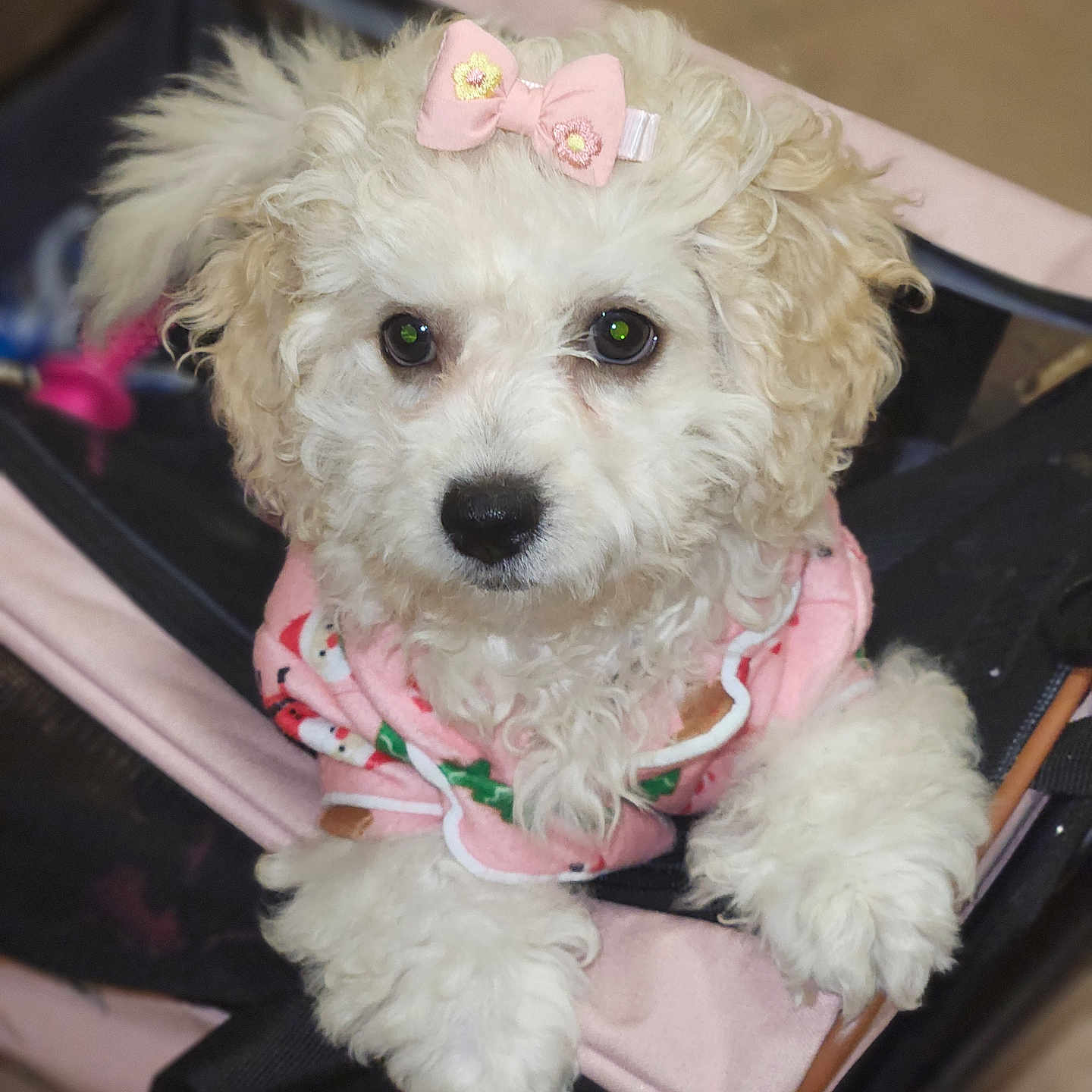 Luna is registered to the contest to win money with this photo: accessories, animal, bison, canine, cockerspaniel, cream, dessert, dog, eskimodog, food, icing, leash, pet, poodle, puppy, slate, strap, stroller, terrier, whitedog