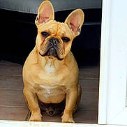 Pacco a rejoint le concours — aidez-le/la à gagner de superbes lots ! dog, french_bulldog, pet, animal, ears, face, sitting, indoors, tile_floor, doorway, brown, short_hair, canine, looking, cute, companion, portrait, front_view, domestic, alert