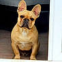 dog, french_bulldog, pet, animal, ears, face, sitting, indoors, tile_floor, doorway, brown, short_hair, canine, looking, cute, companion, portrait, front_view, domestic, alert