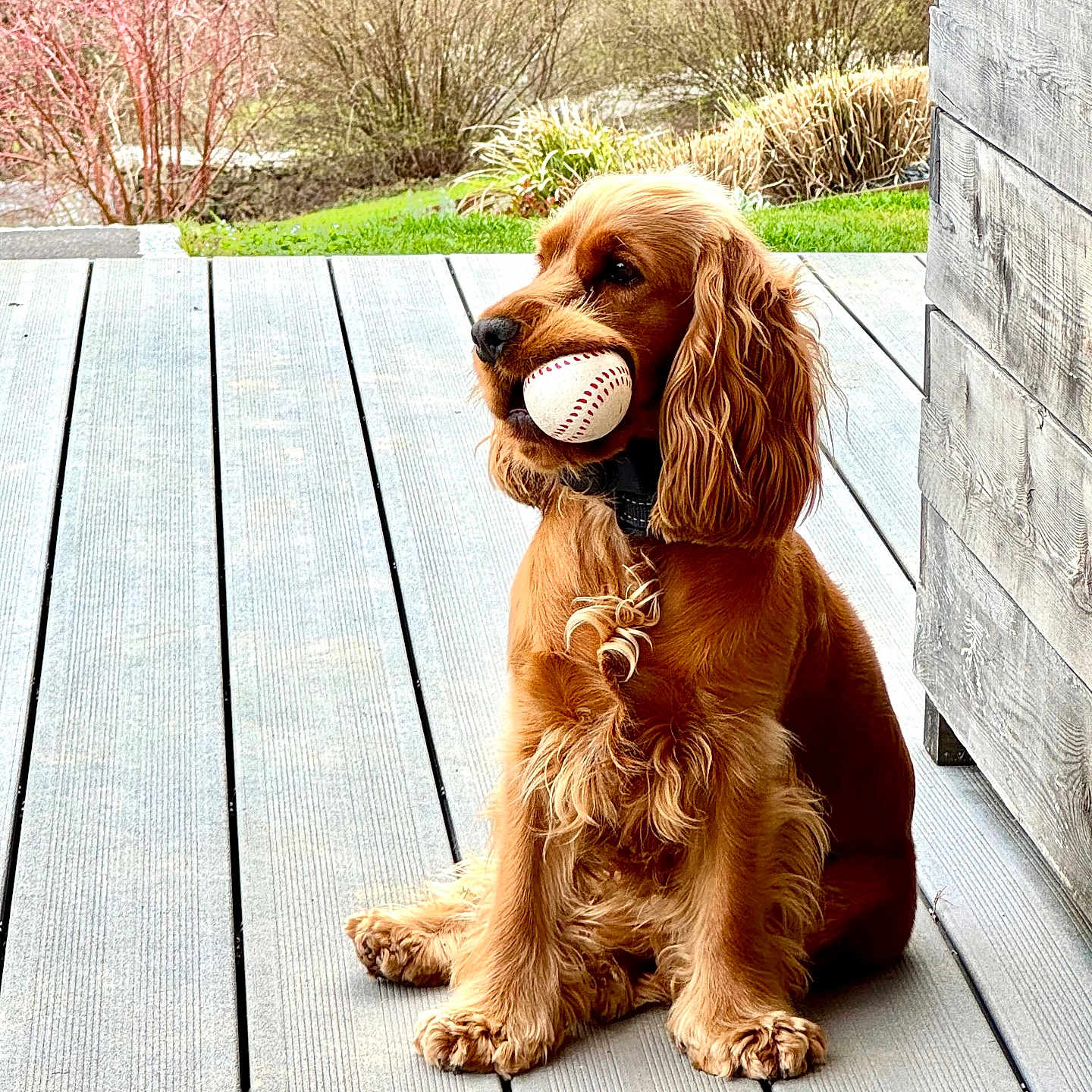 Puppy a rejoint le concours — aidez-le/la à gagner de superbes lots ! animal, architecture, ball, baseball, baseballball, building, canine, cockerspaniel, deck, dog, football, house, housing, pet, porch, puppy, soccer, soccerball, sport, wood