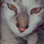 Aries joined the competition — help win amazing prizes! blanket, cat, close_up, eyes, face, feline, fur, indoor, intense_gaze, macro, muzzle, nose, paws, pet, pink_nose, portrait, tabby_markings, whisker_detail, whiskers, white_fur