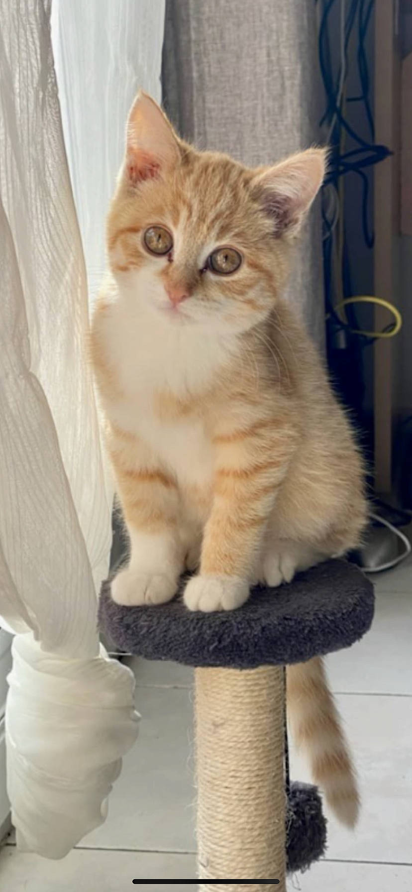 Ruby a rejoint le concours — aidez-le/la à gagner de superbes lots ! carnivore, cat, cat_supply, claw, comfort, domestic_short_haired_cat, eye, fawn, felidae, flooring, foot, fur, paw, pet_supply, sitting, small_to_medium_sized_cats, snout, tail, whiskers