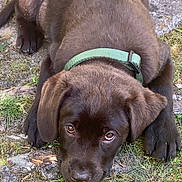 Bosco a rejoint le concours — aidez-le/la à gagner de superbes lots ! adorable, animal, chocolate_labrador, close_up, cute, dog, ears, expression, fur, grass, green_collar, lying_down, nature, nose, outdoor, paw, pet, puppy, stone, young