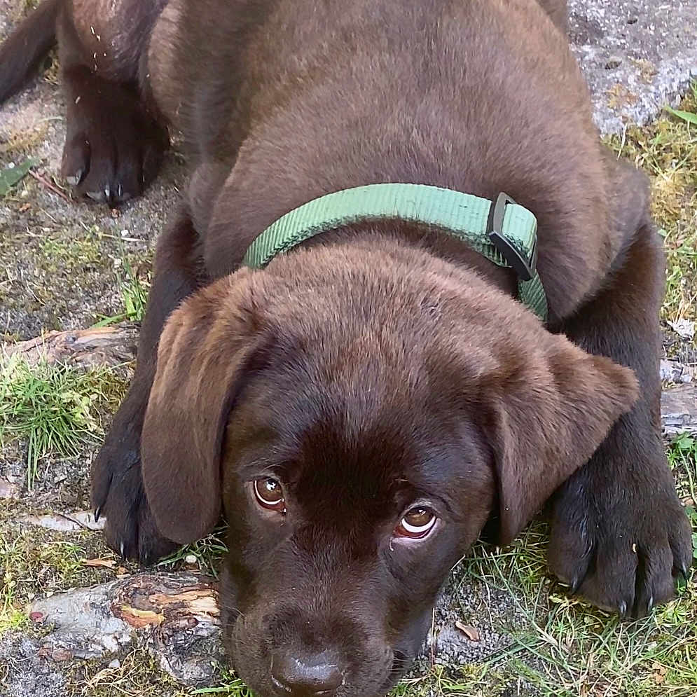 Bosco