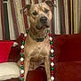 animal, beads, brown_dog, christmas_beads, collar, couch, curious, curtains, decorations, dog, domestic_animal, festive, furniture, holiday, indoor, living_room, pet, portrait, red_couch, seated