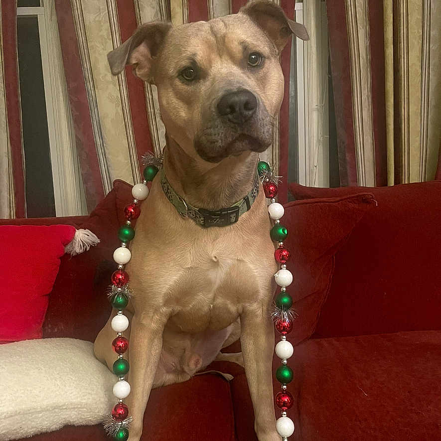 Bentley is registered to the contest to win money with this photo: animal, beads, brown_dog, christmas_beads, collar, couch, curious, curtains, decorations, dog, domestic_animal, festive, furniture, holiday, indoor, living_room, pet, portrait, red_couch, seated