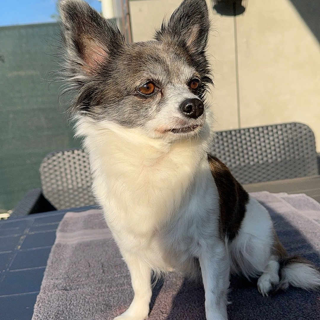 Maya participe au concours pour gagner de l'argent avec cette photo : accessories, animal, architecture, canine, chihuahua, cockerspaniel, dog, eskimodog, jar, papillon, pet, plant, planter, pottedplant, pottery, puppy, rock, soil, strap, vase