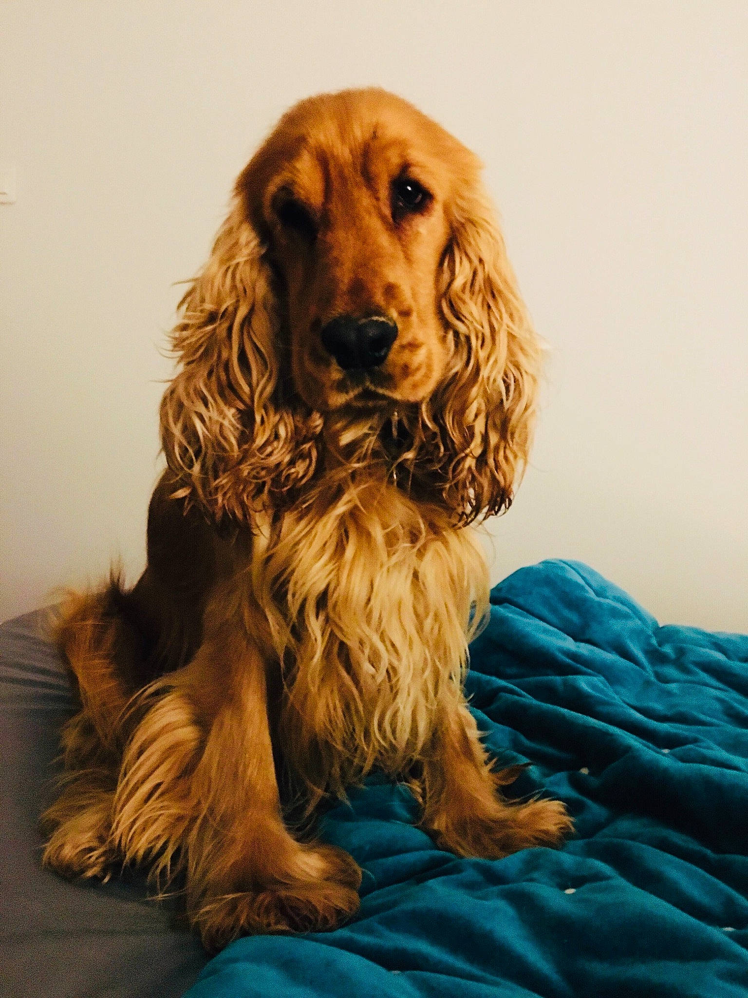 Nesquick a rejoint le concours — aidez-le/la à gagner de superbes lots ! american_cocker_spaniel, canidae, carnivore, cocker_spaniel, companion_dog, dog, dog_breed, english_cocker_spaniel, field_spaniel, german_spaniel, irish_setter, long_hair, mammal, rare_breed_dog, russian_spaniel, snout, spaniel, sporting_group, sussex_spaniel, vertebrate