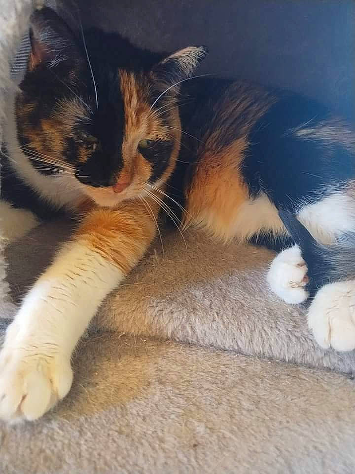 Little Girl joined the competition — help win amazing prizes! carnivore, cat, claw, comfort, domestic_short_haired_cat, eye, fawn, felidae, foot, fur, human_body, human_leg, leg, nose, paw, small_to_medium_sized_cats, snout, tail, whiskers, wood