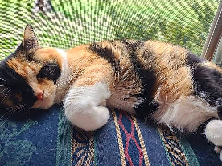 Little Girl is registered to the contest to win money with this photo: carnivore, cat, comfort, companion_dog, eye, fawn, felidae, foot, grass, hair, head, lap, leg, paw, plant, small_to_medium_sized_cats, snout, tail, tree, whiskers